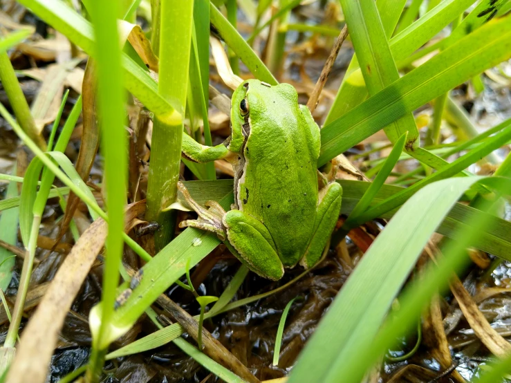 frog looking to the side sitting on green leafed grass