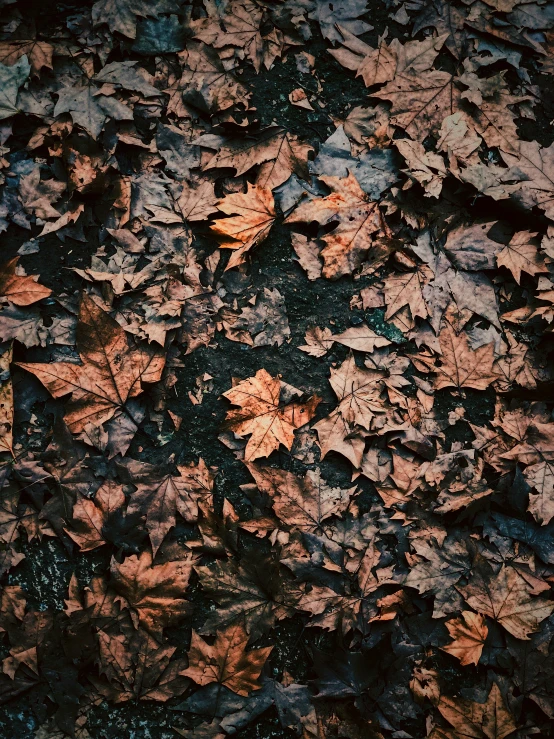 a bunch of leafy ground sitting on top of each other