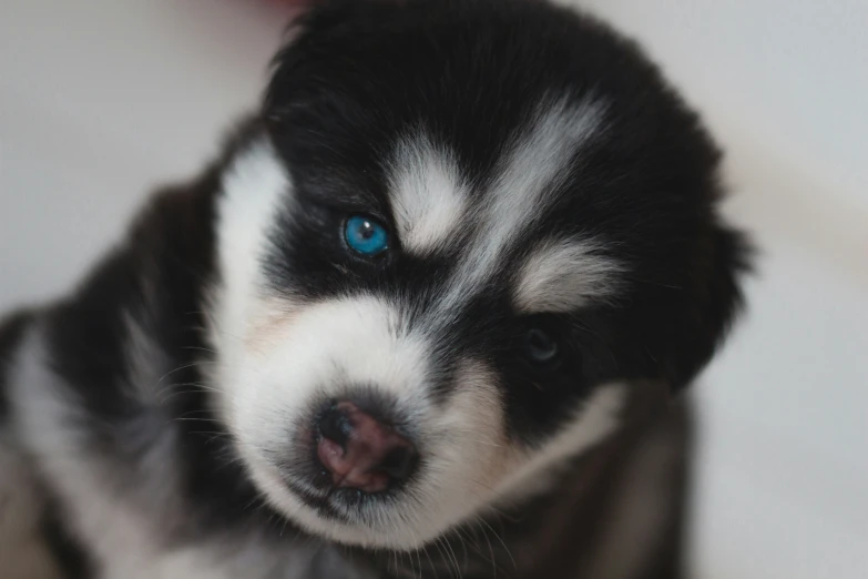 a puppy with blue eyes looking at the camera