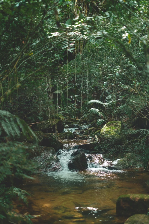 the water is running down the stream between the forest