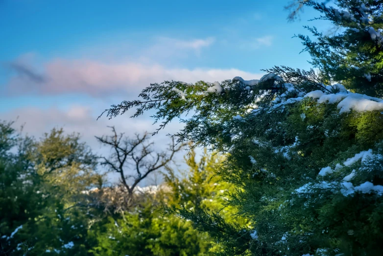 green nches are covered with snow as the sun sets