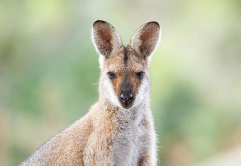 an animal with large ears and small ears