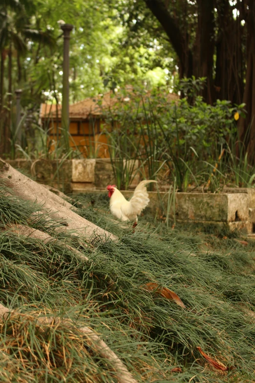 some white chickens are out in the grass