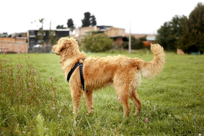 a dog in a field with a leash on