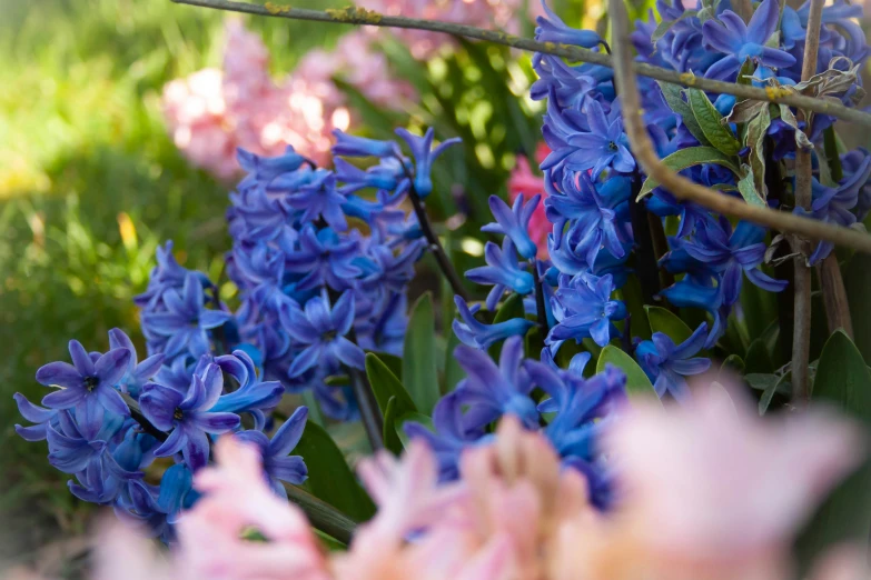 blue and pink flowers near green leaves and stems