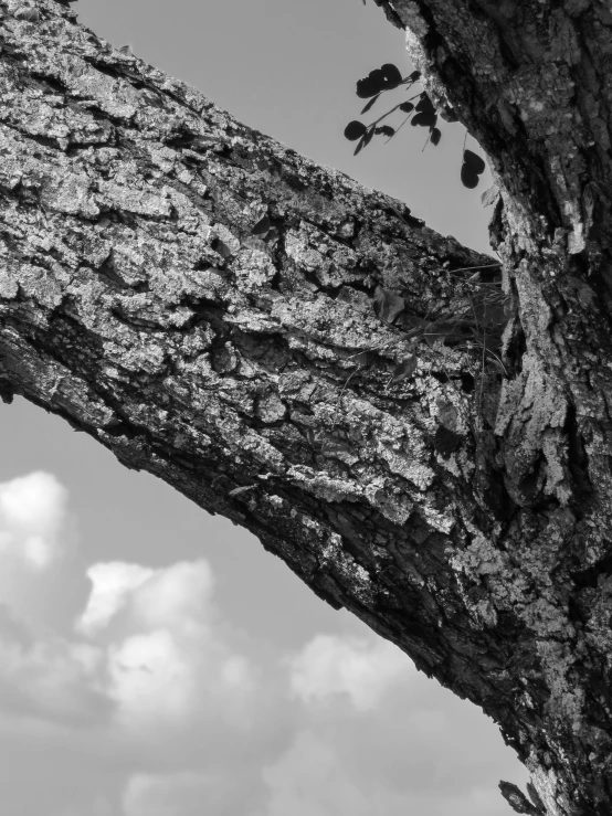 an old, barren tree is in black and white