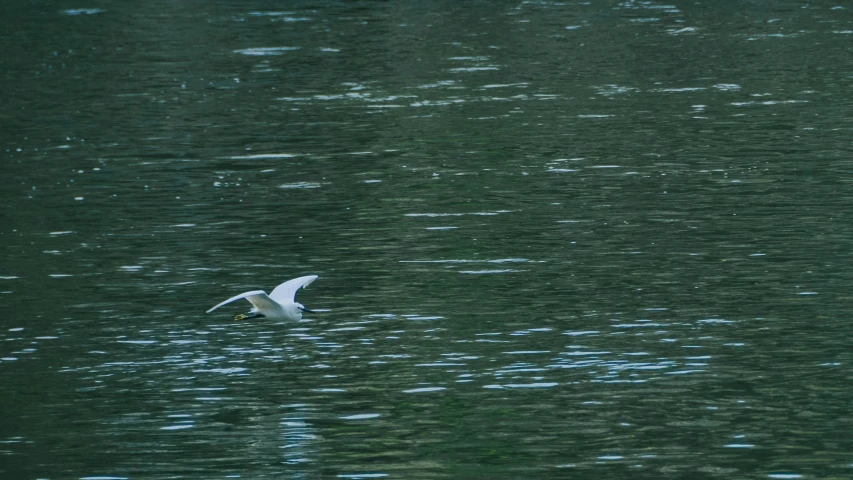 a white bird is floating on the lake