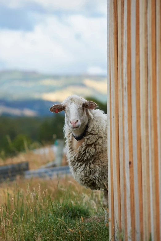 a close up of a sheep in the field