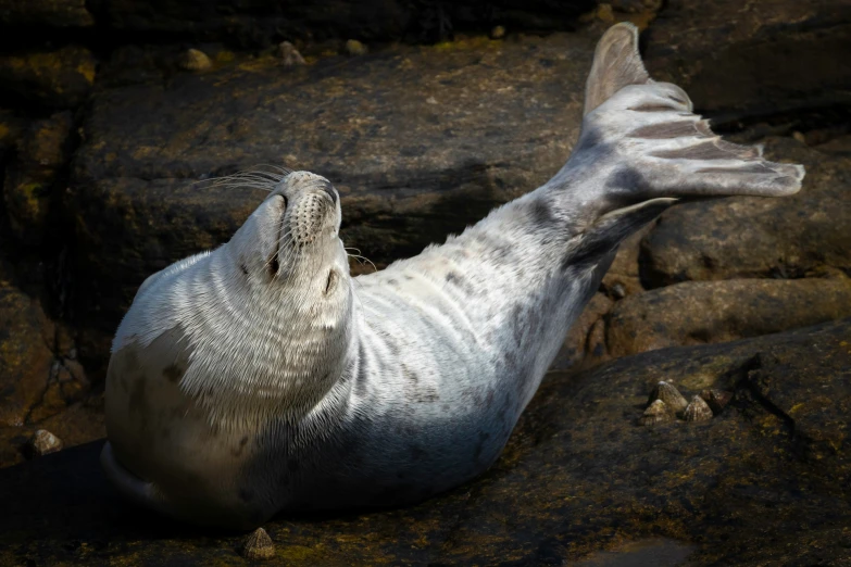 a gray seal lying on top of a large rock