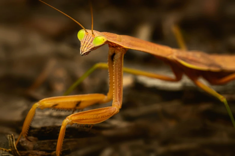 a close up of an insect on a rock