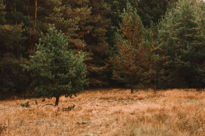 a grassy area with a tree and two birds