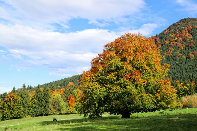 a very large pretty tree in a lush green field