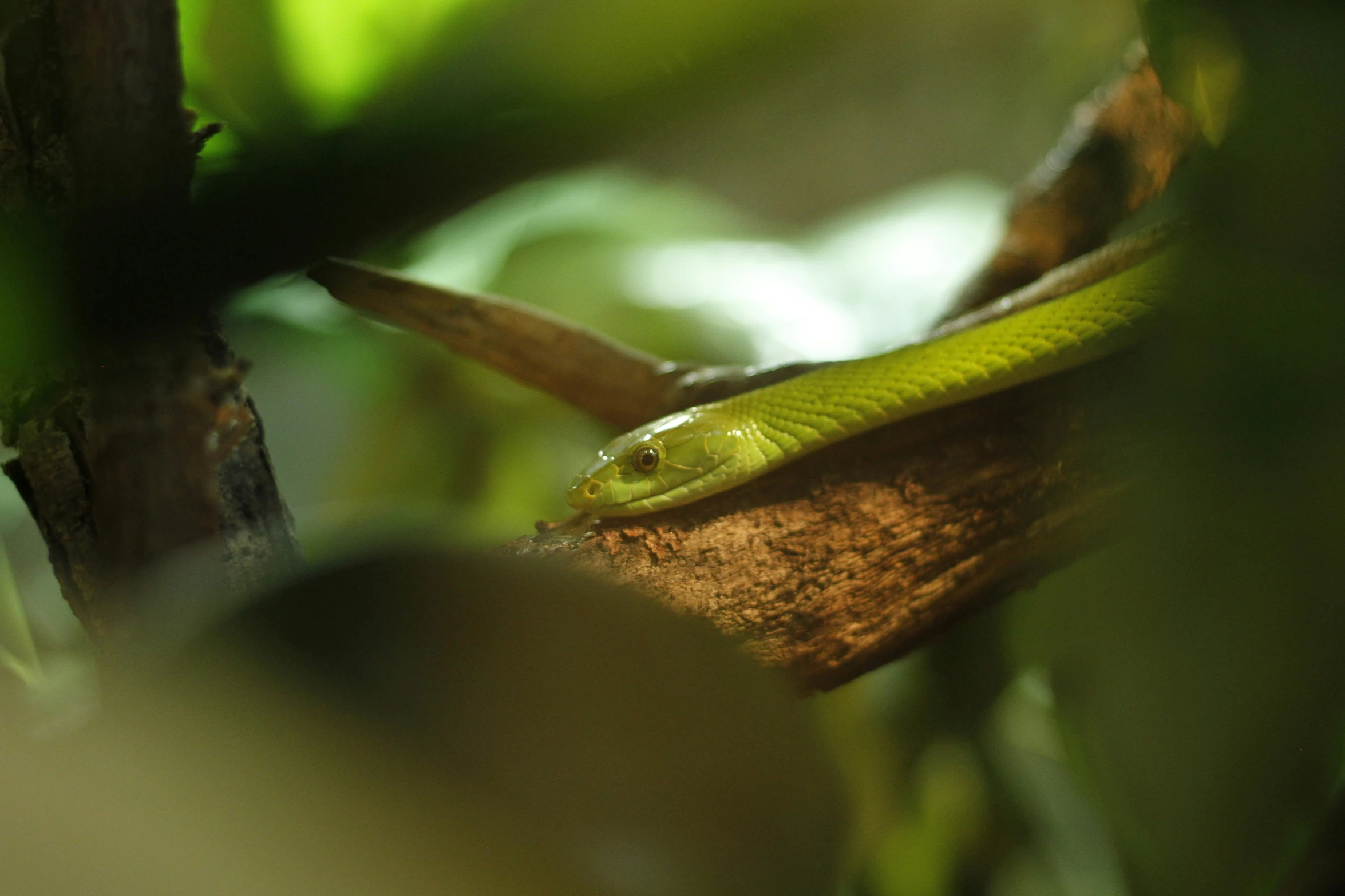 a green snake is climbing down the side of a tree