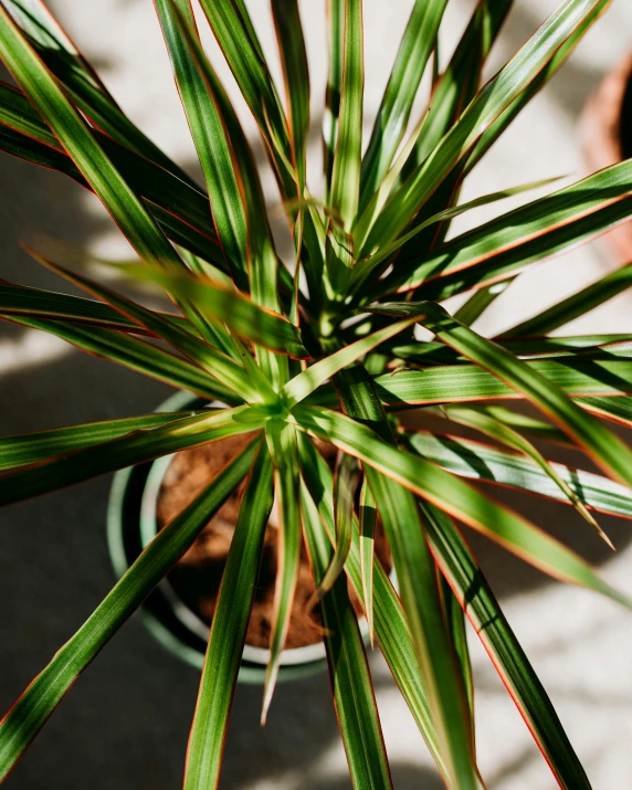 this is the top view of a plant in pots