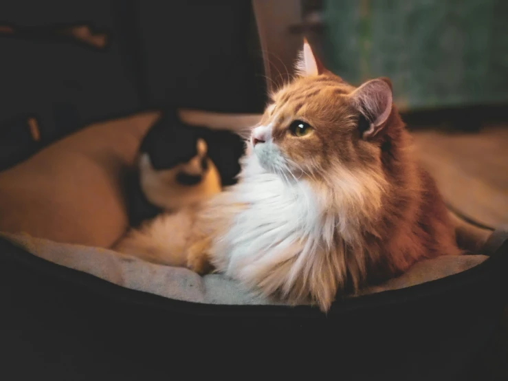 a cat is sitting in a pet bed