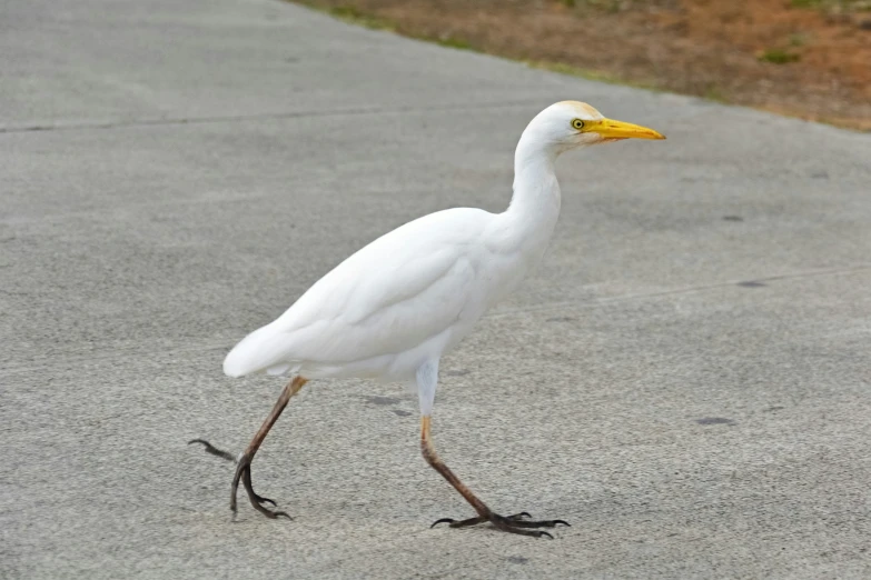 a white bird walking on top of a cement surface