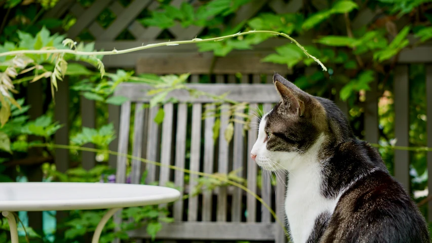 a black, white and grey cat sitting in front of a table