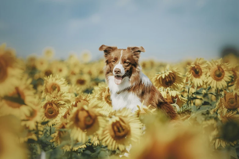 a dog is sitting in a field of sunflowers