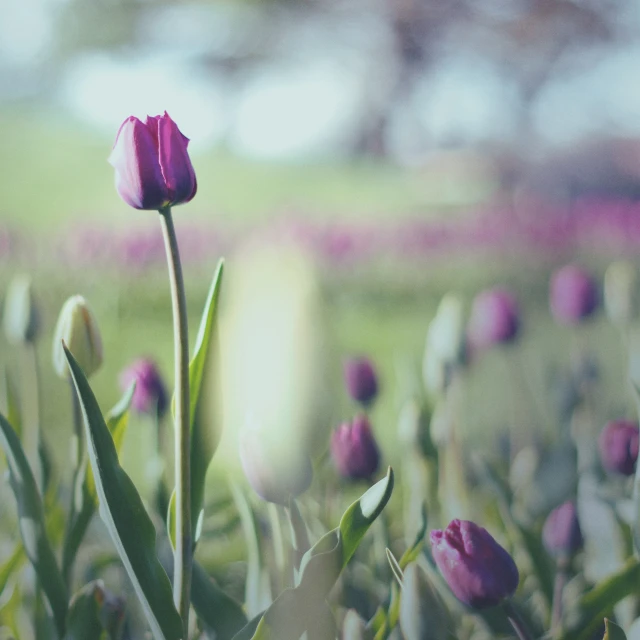 a pink tulip sitting in the middle of a flower garden