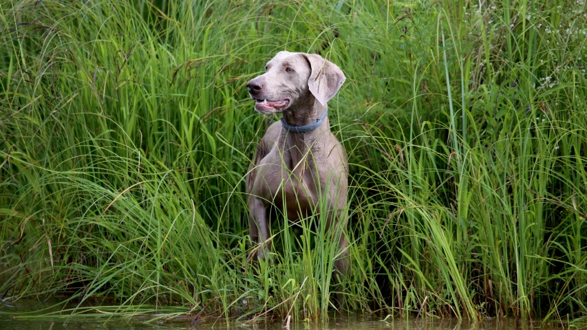 there is a dog that is looking out from the grass