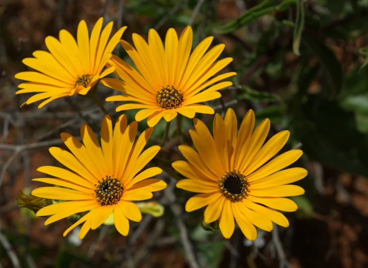 yellow flowers with leaves on it are blooming