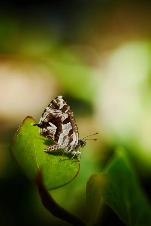 a white and black insect sitting on top of a green leaf