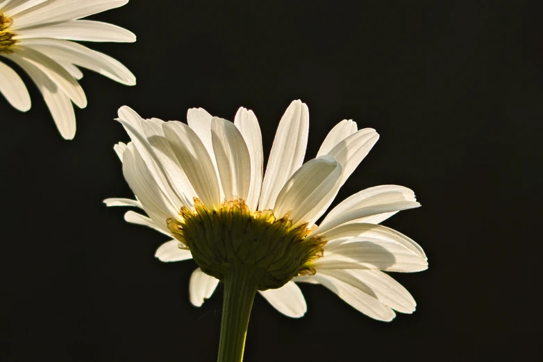 three white daisies with a black background