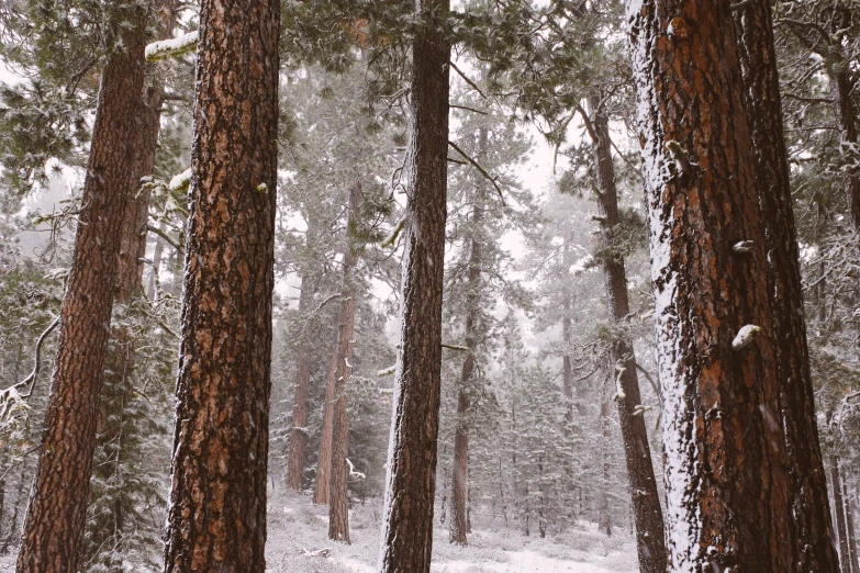 tall, snow covered trees in a forest