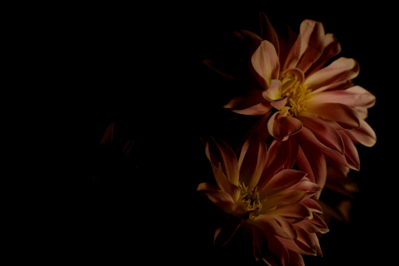 two flowers in a black vase against a black background