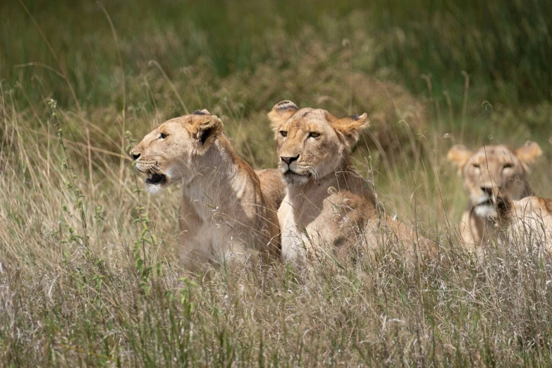 three adult lions in a grassy area staring straight ahead