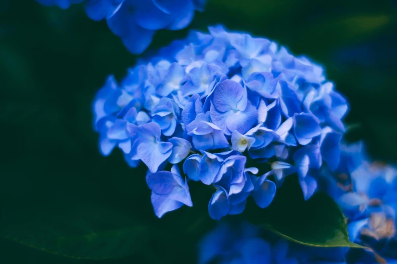 there is a blue flower with many flowers in it