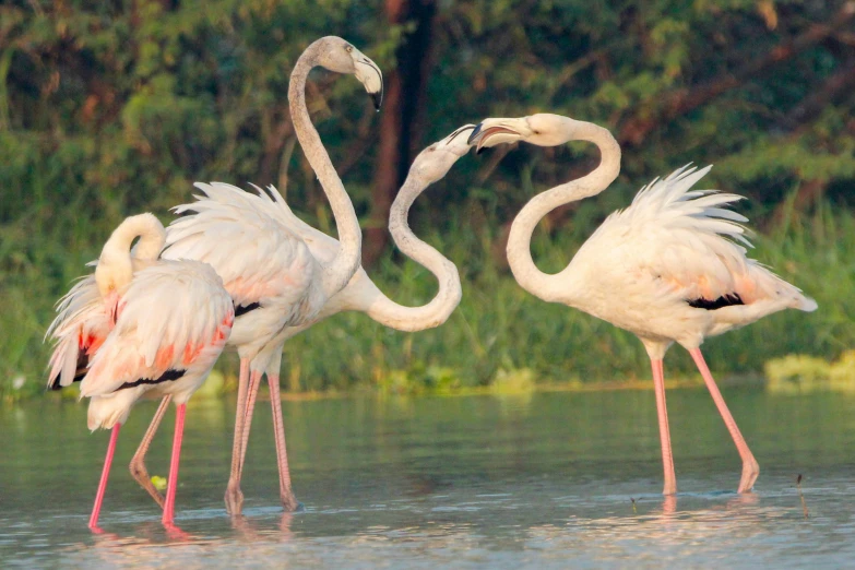 three flamingos are standing on the water with their beaks extended in the air