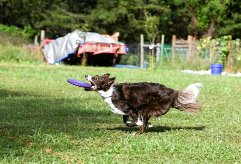 a dog runs with a frisbee in its mouth