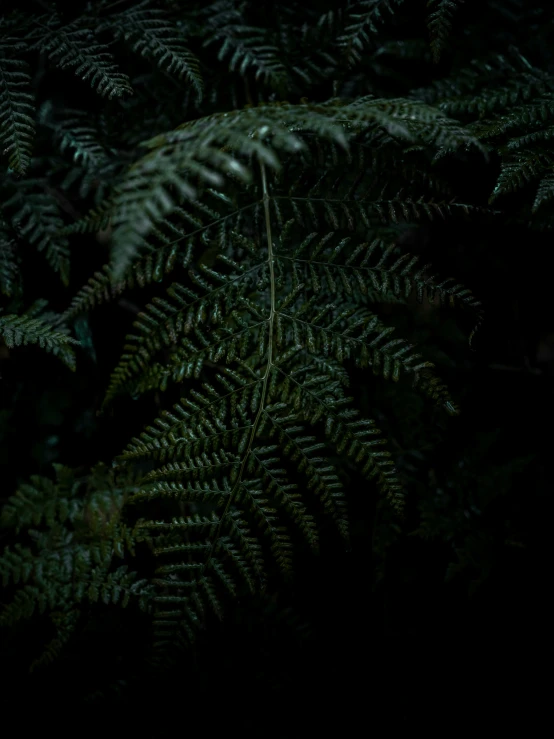 a po of green leafy plants in the dark