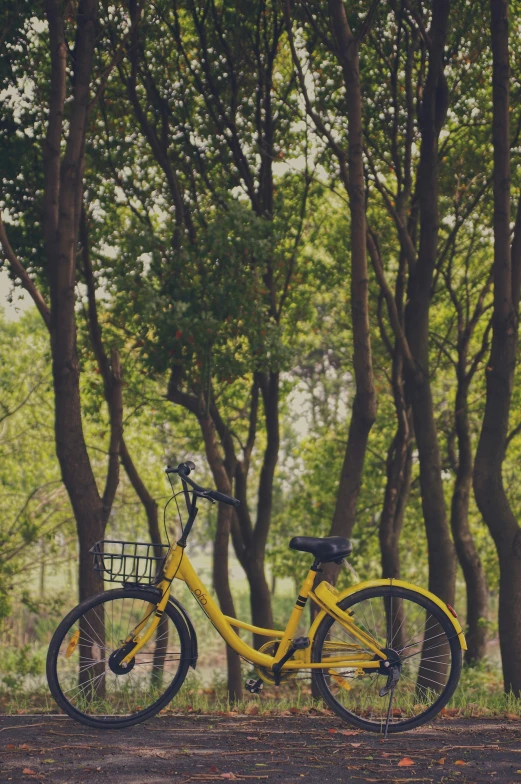 a bike is in the middle of the woods