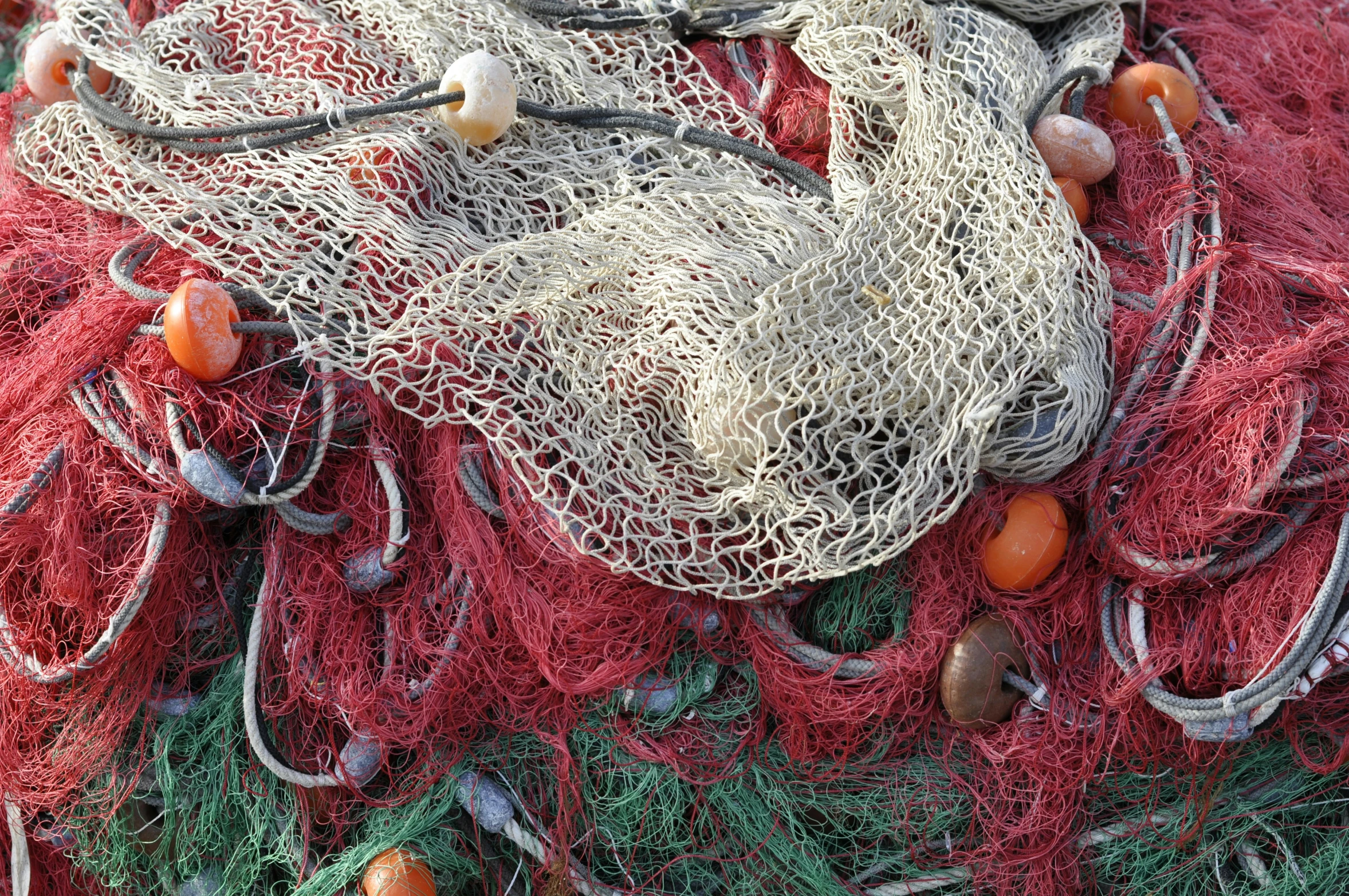 several lobsters are tangled up inside the fishing nets