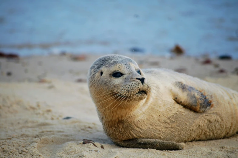 the seal is laying on his back on the sand