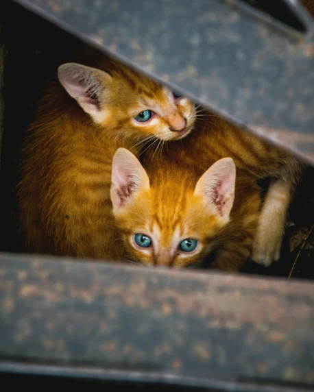 two kittens with blue eyes looking out from a blanket