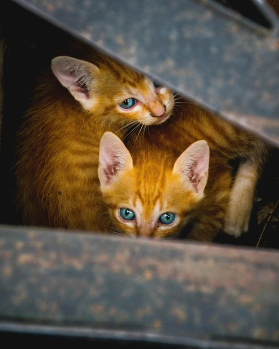 two kittens with blue eyes looking out from a blanket