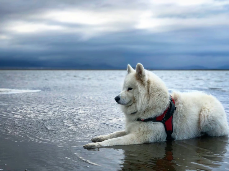 a dog on the beach with its head turned back and a leash around its neck