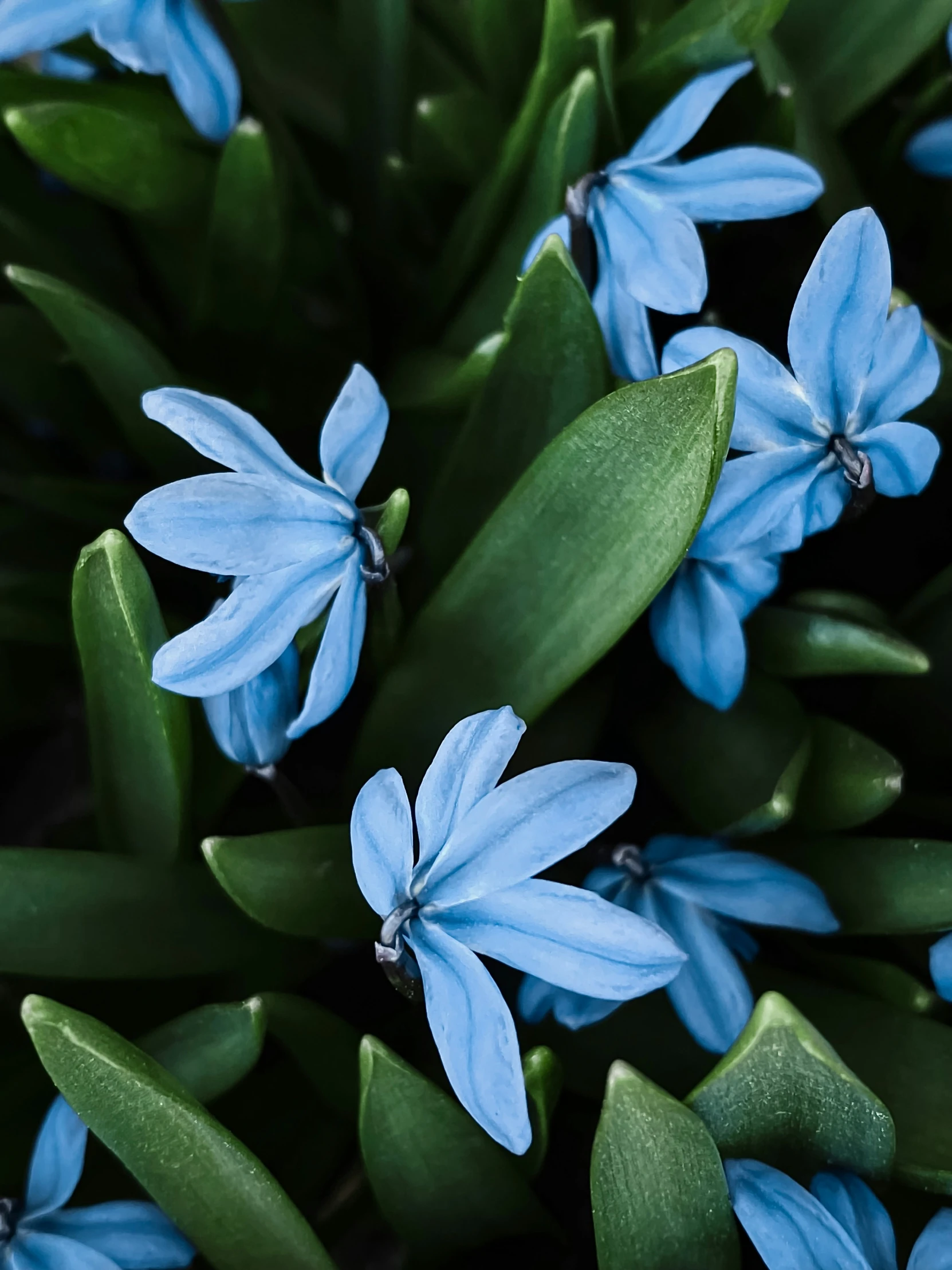 closeup of several small blue flowers on green leaves