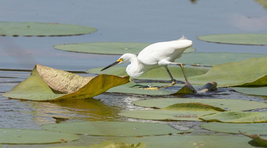 white bird in the water searching for food