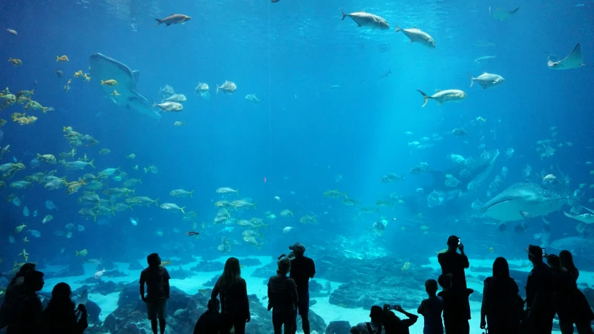 a group of people in silhouette observing fish at the aquarium