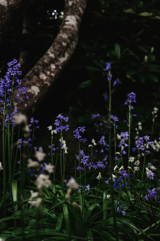 tall purple flowers are in the ground and trees