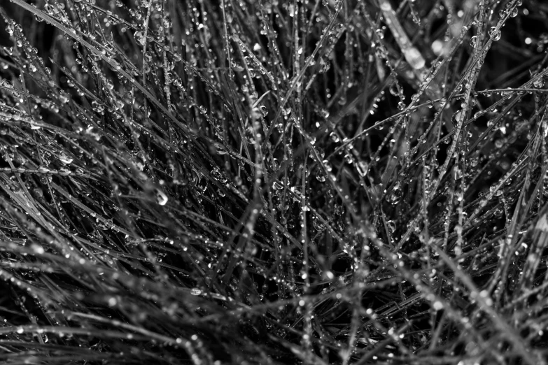 many droplets of rain on some plants in black and white