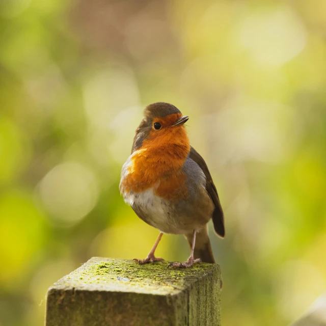 a small red and brown bird perched on top of a wooden post