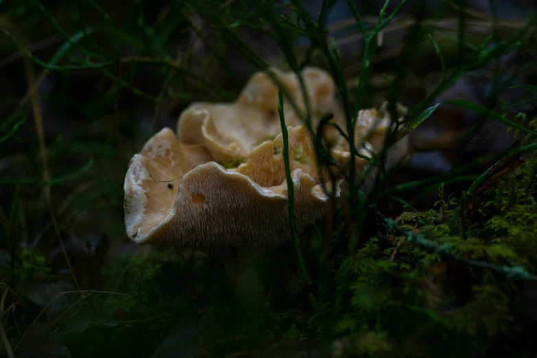 the fungus is growing out of the ground near some trees