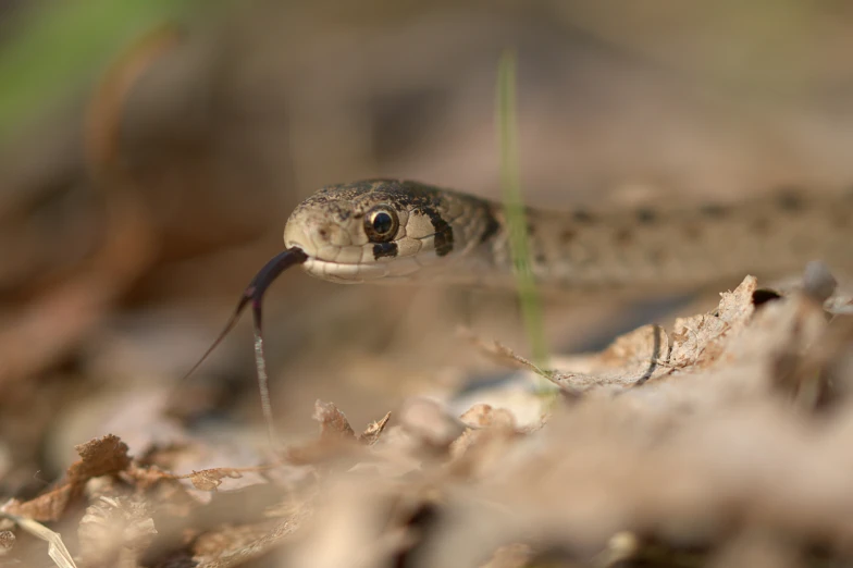 a snake is pictured with the camera attached to its tail