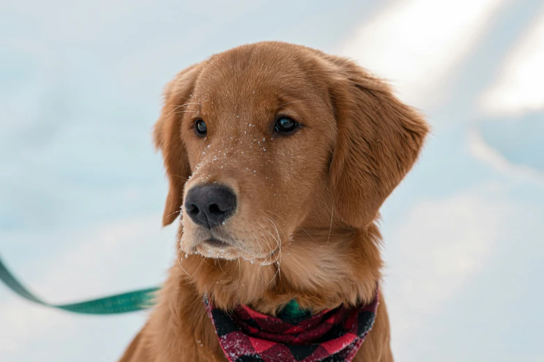 a brown dog wearing a red plaid bandana