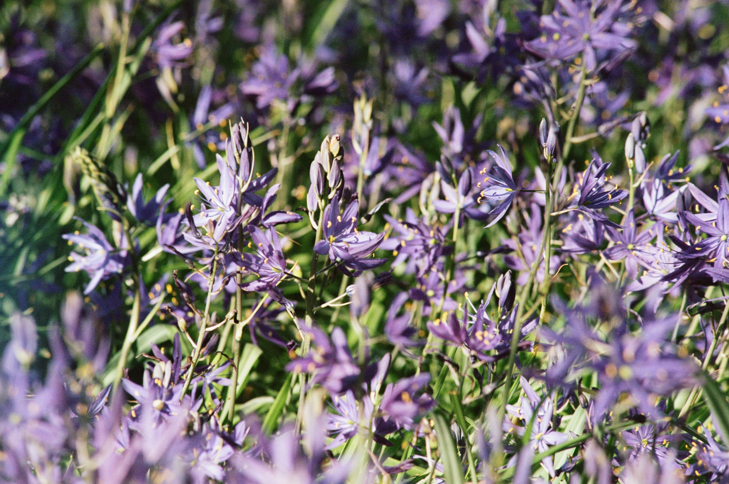 lavender flowers and plants with blue leaves